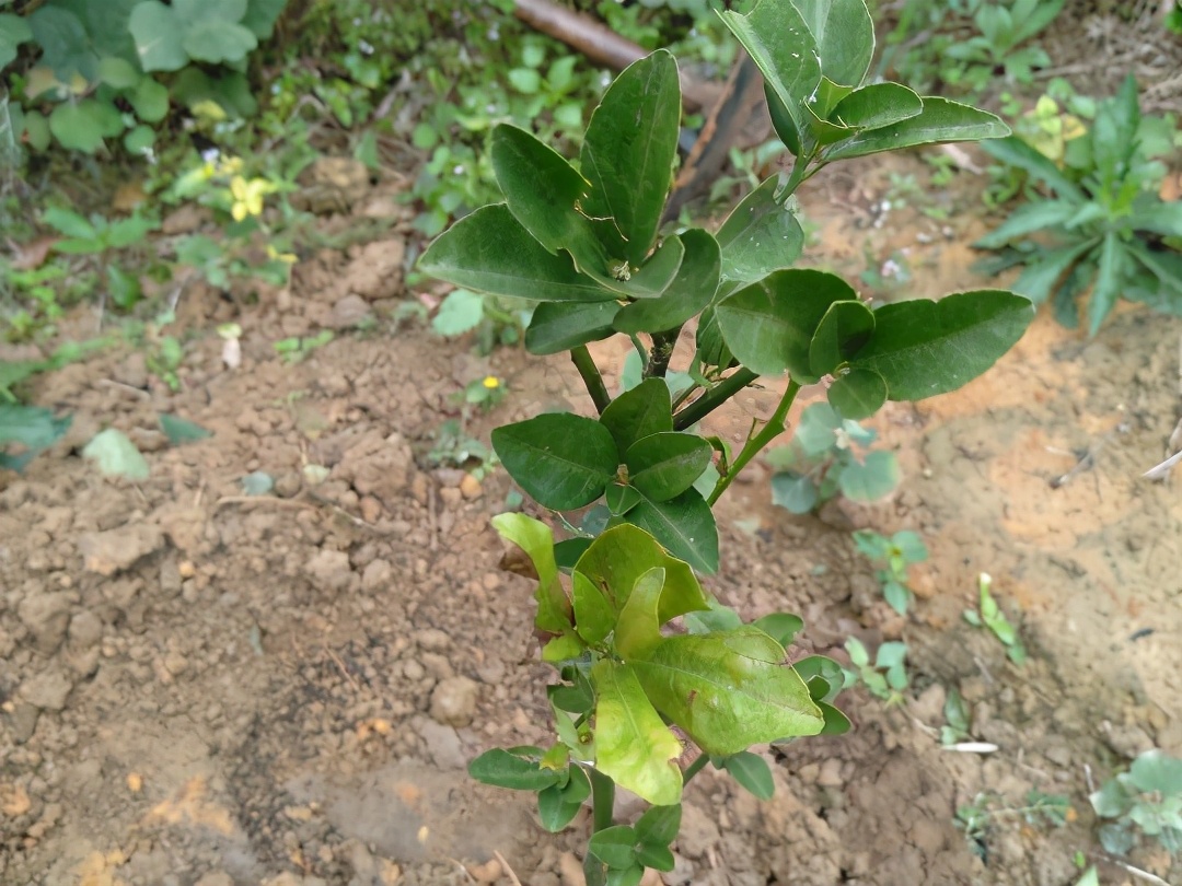 老果园如何克服“重茬”？养土是关键，活根是重点