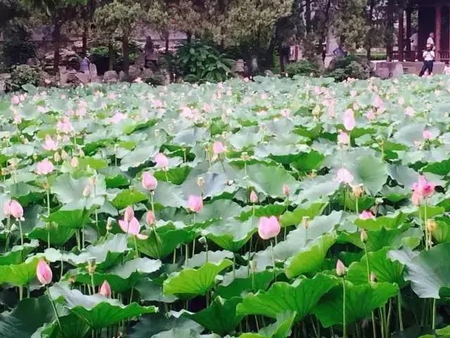 中国的十大园林,你去过几个呢?