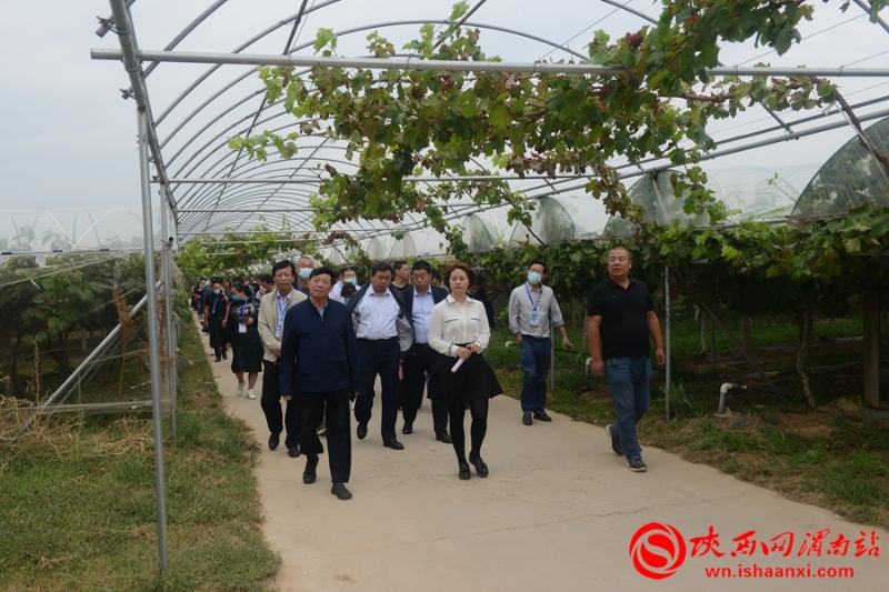 2020年全國葡萄產(chǎn)業(yè)發(fā)展學(xué)術(shù)研討會在合陽舉辦(組圖)