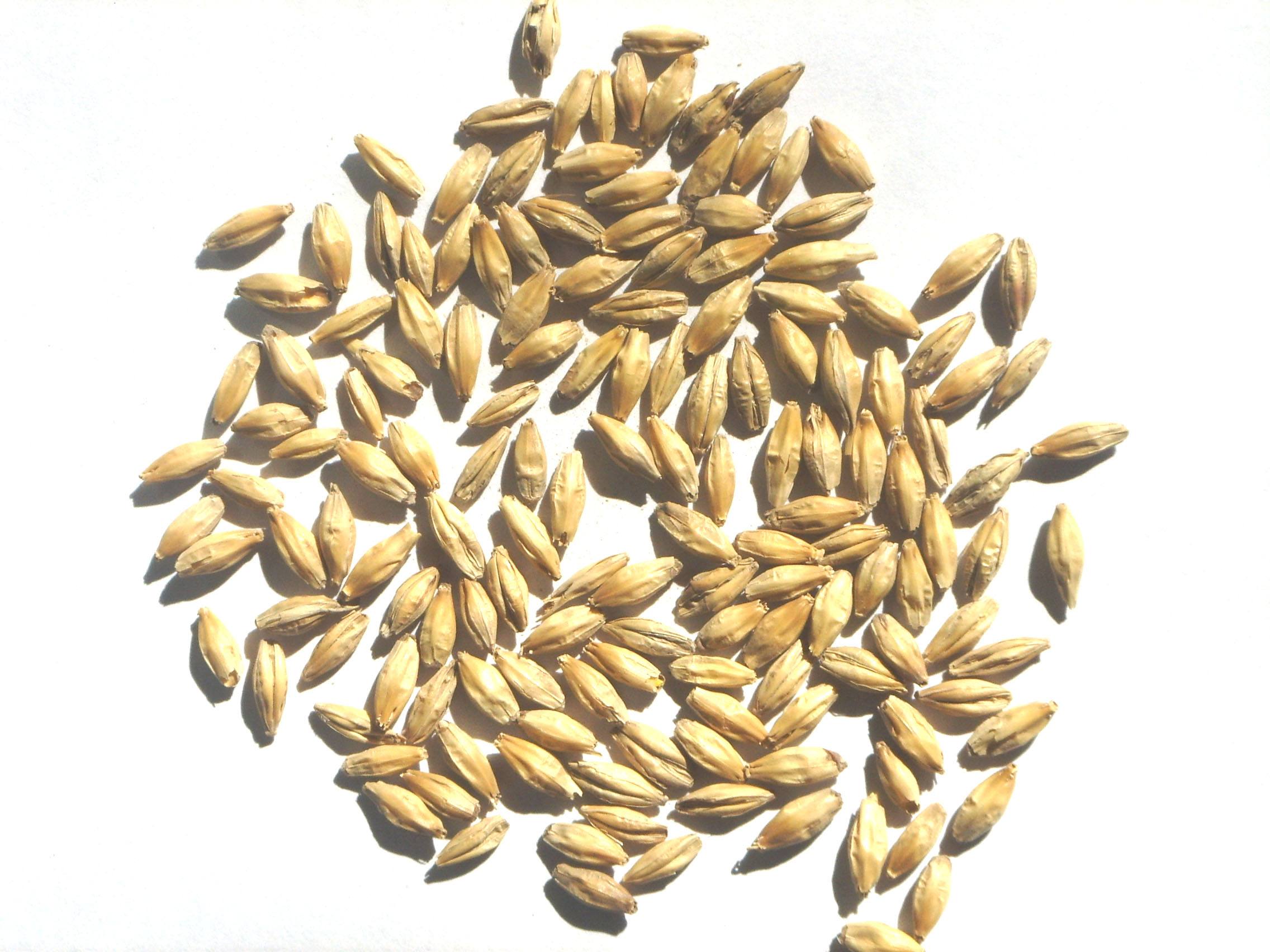 玉米市场迎来利好消息 我国对其替代品澳洲大麦实施反倾销