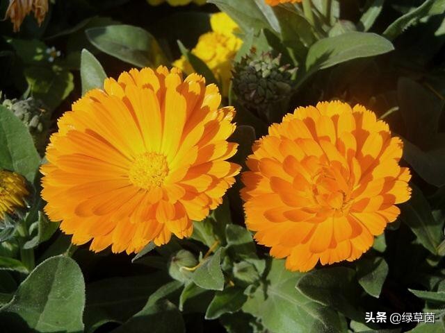 金盏菊，是一种药材，还是一种食材，更是赏花界一道靓丽的风景线