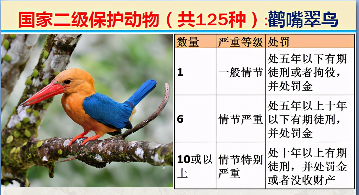 国家最新125类二级野生保护名录，图片及违法对应刑责