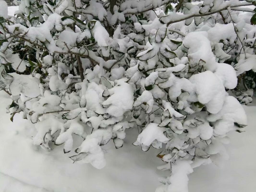 大雪纷飞，38岁女子露宿在村外的野地，说她已经出来3个月了