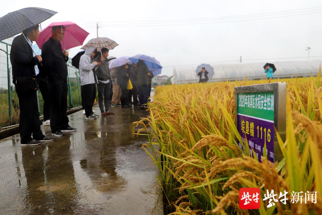 哪种稻米是市民餐桌上的最爱？水稻新品种观摩会在高淳举行