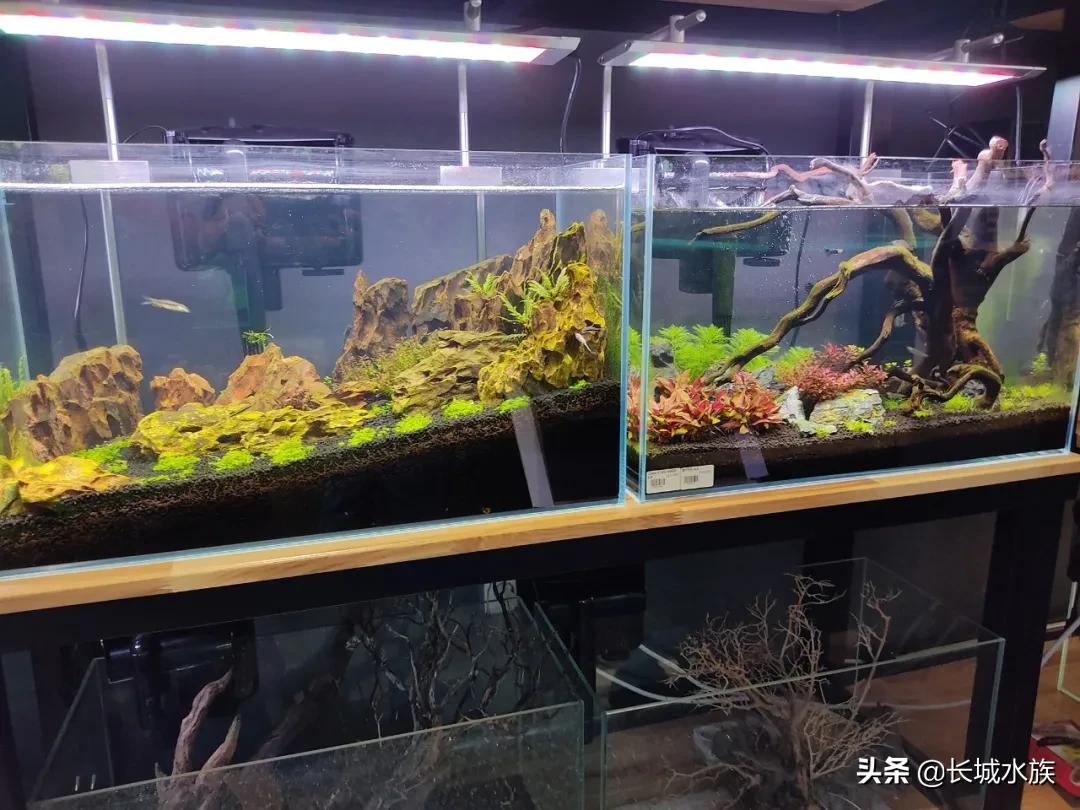 網紅水族咖啡店 打卡安排 長城水族 Mdeditor