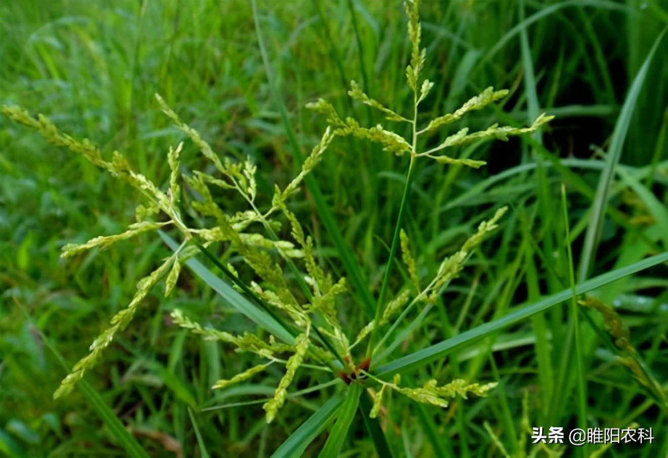 香附子田旋花牛筋草被称为三大草王，最有效的防治方法全在这里-第3张图片-农百科