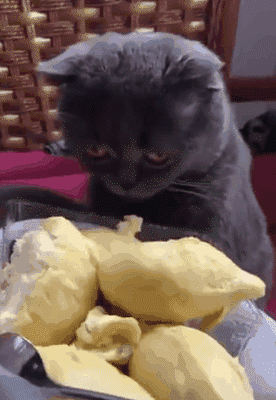 搞笑gif神评:女友首次开车上路,让人操碎了心