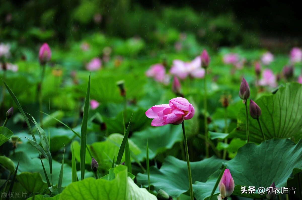 雷雨荷花两首，李商隐的忧郁惆怅，欧阳修的清丽动人，都是相思-第3张图片-诗句网