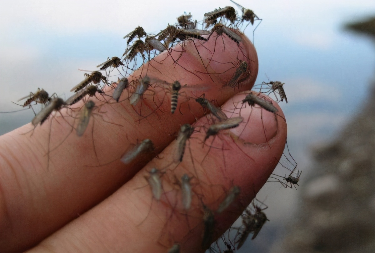 生物探秘外來物種食蚊魚入侵中國氾濫成災一天吃蚊2000只現在如何了