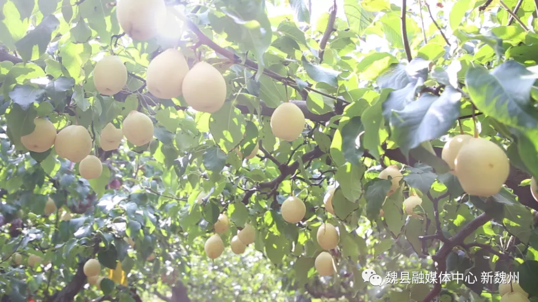 邯鄲魏縣：超美！鴨梨熟了