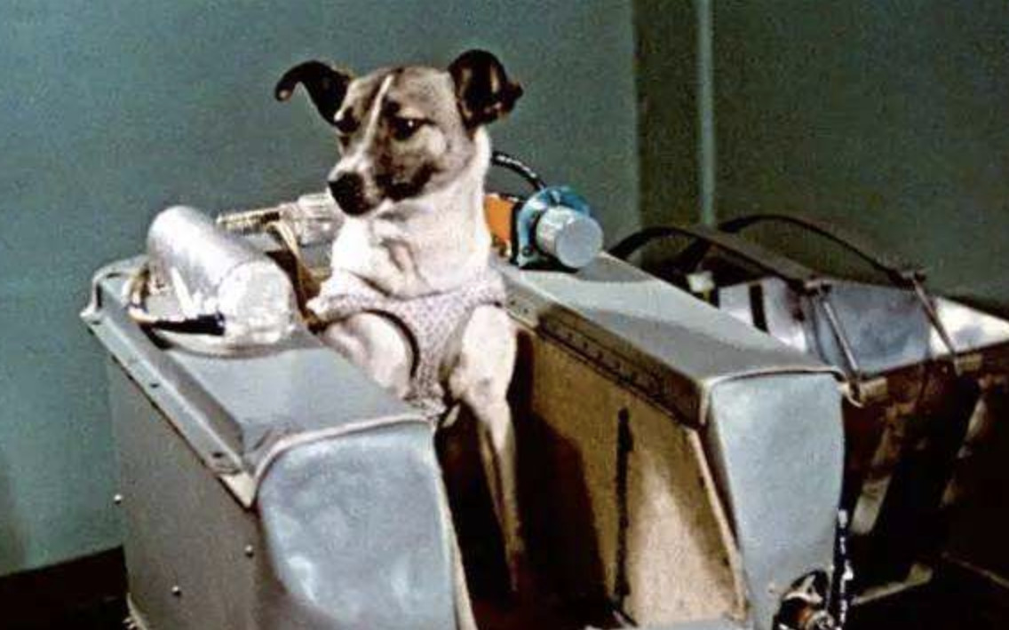 第一個進入太空的狗，升空前就知回不來，死亡真相也被隱瞞45年