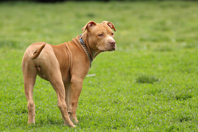 世界十大最危险猛犬(全球10大被禁养的猛犬，比特犬第一，藏獒第七，你知道几个？)