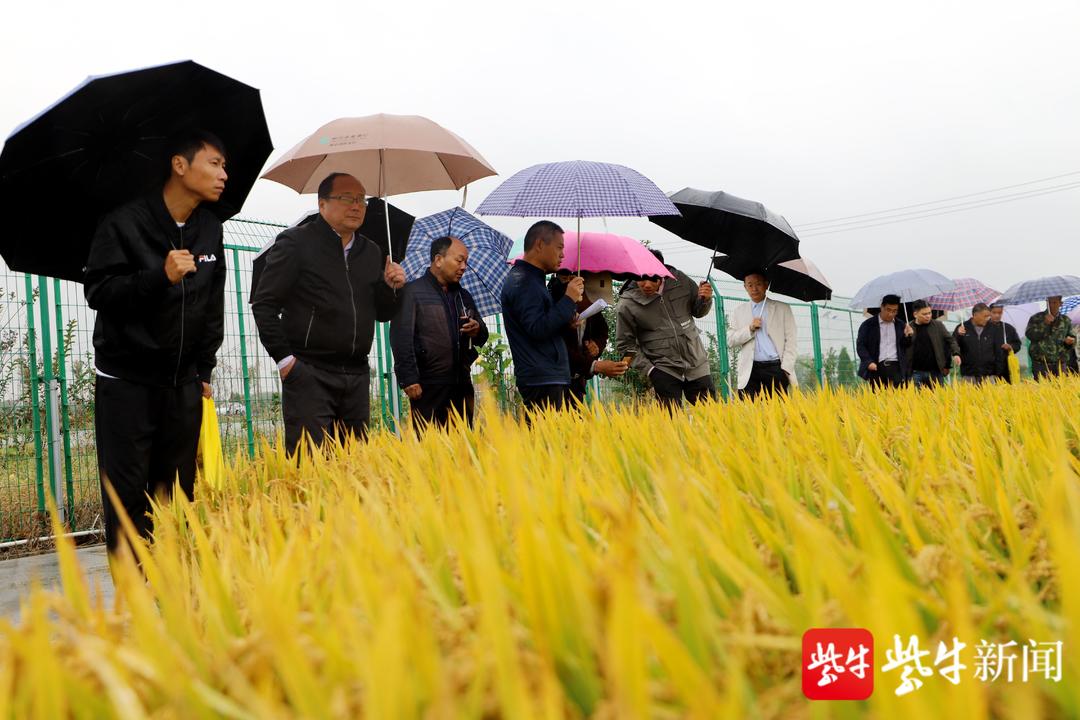 哪种稻米是市民餐桌上的最爱？水稻新品种观摩会在高淳举行