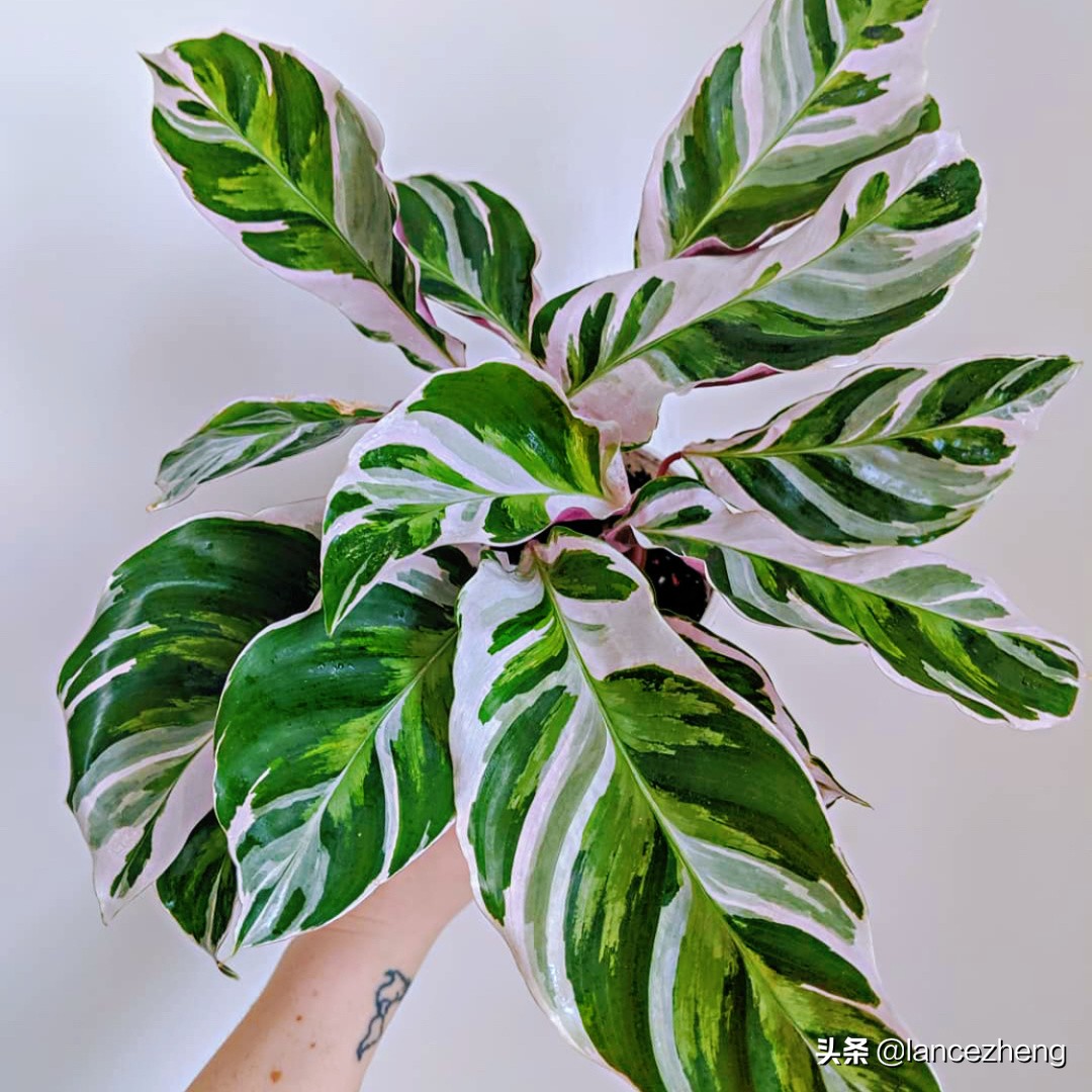 油画竹芋怎么养都焦边 快来看看问题出在哪里 资讯咖