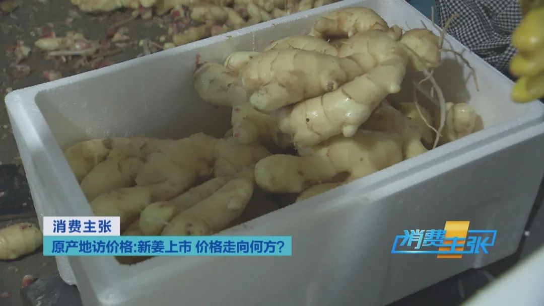新姜收獲！有人整畝出售，有人窖里深藏，生姜價格走向何方？