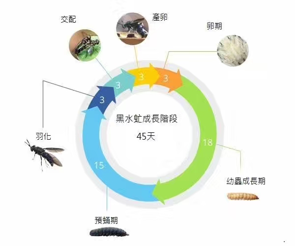 王泽铺利用黑水虻养殖搭建的三维循环农业的核心是什么？