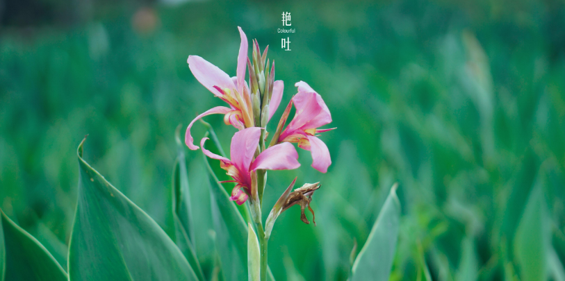 古诗词里的首夏，风清日朗 万物可爱-第7张图片-非凡网