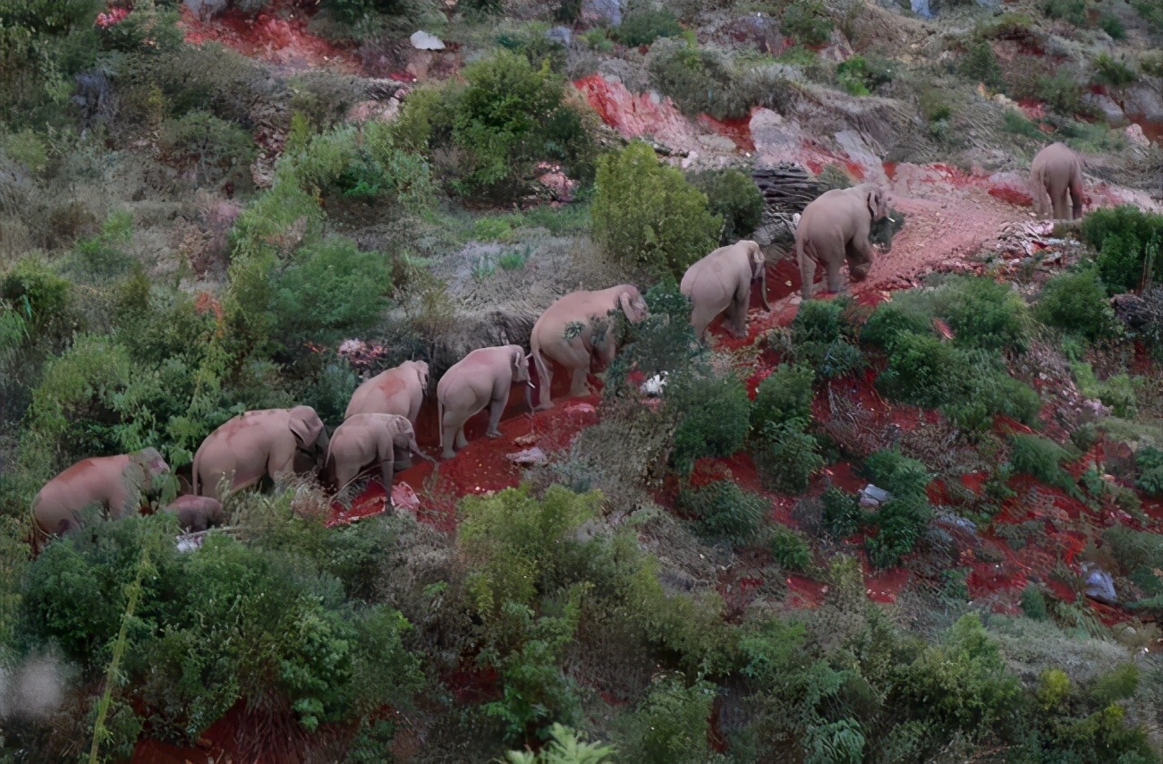一路北上，野生亞洲象的奇幻之旅，它們究竟要去哪裏？