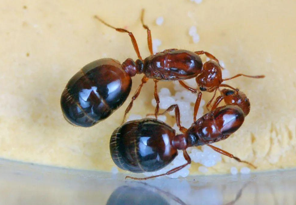 38隻毒螞蟻進入山東被查，毒性有多強？相似毒蟻15分鍾內可要人命