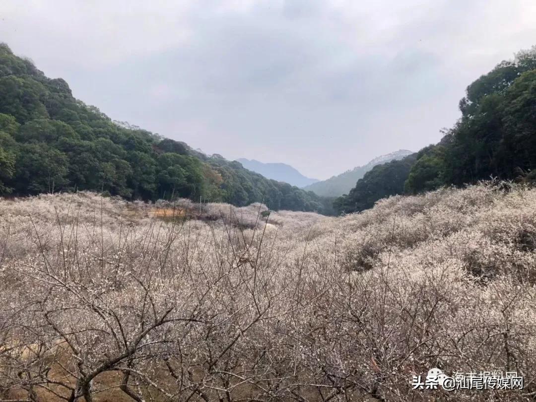 太美了！海丰这里藏着一大片白色如雪的梅花海，竟没人知道…