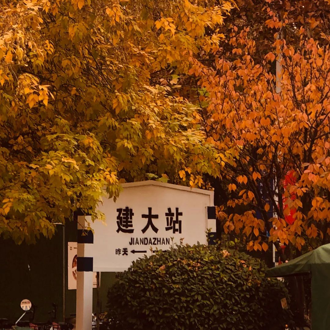 绝美！济南这么美妙的赏秋地居然在校园，很多人都忽略了！