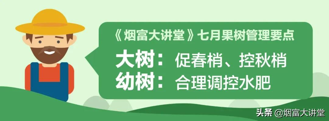 七月苹果幼树管理:促控结合实现早丰产、早结果