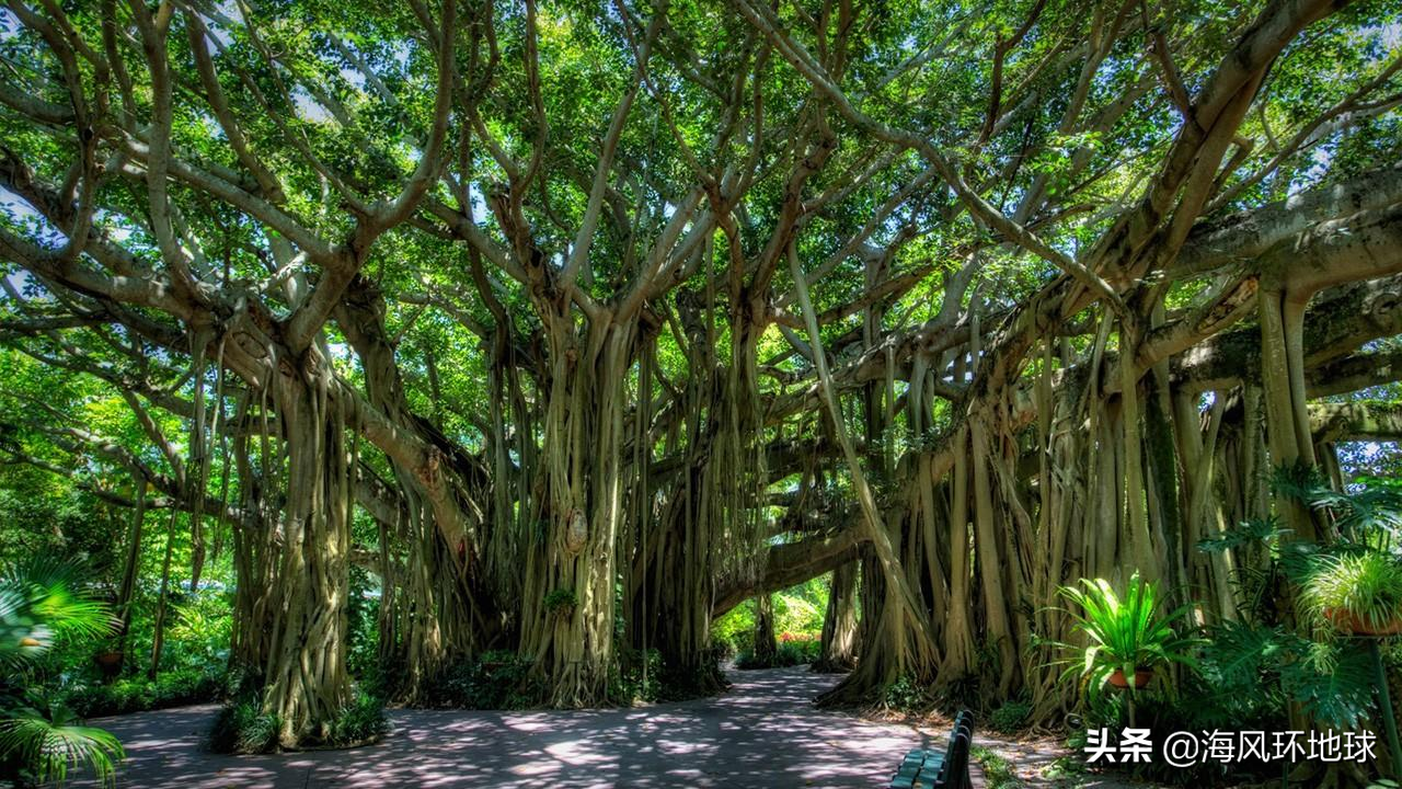 地球變綠中印成最大功臣，但專家對印度非常擔憂
