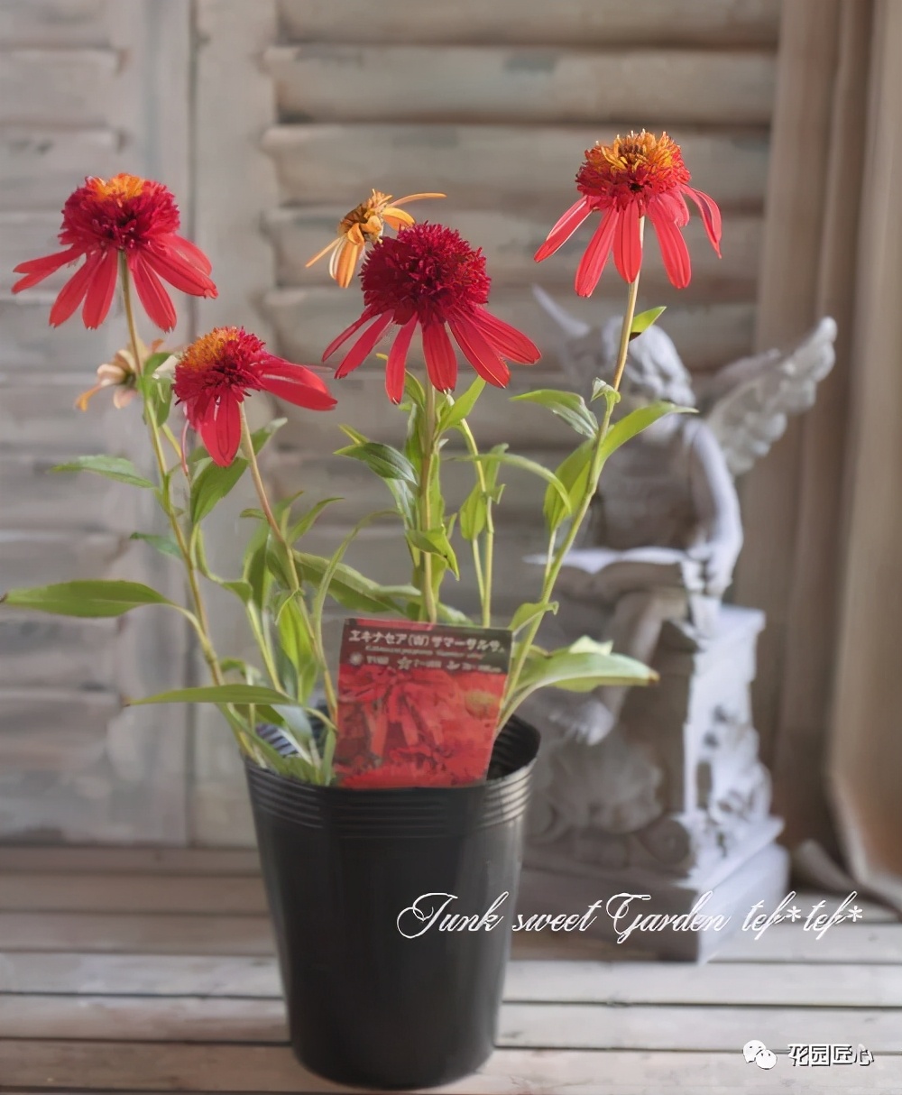 盤點下那些夏天可以爆盆的草花 花園匠心 Mdeditor