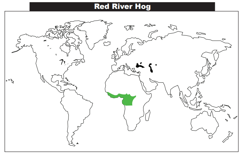 非洲紅河豬氾濫成災，繁殖力很強，是時候把它引進我國了