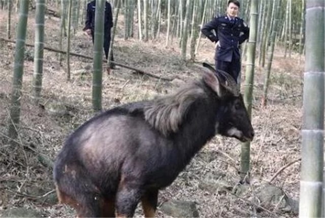 浙江大爷偶遇“四不像”，牛面驴耳鹿角，专家