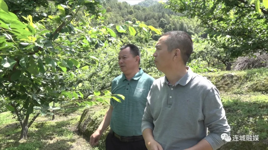 「我為群眾辦實事」連城四堡：農技下鄉暖民心 芙蓉李樹管護忙