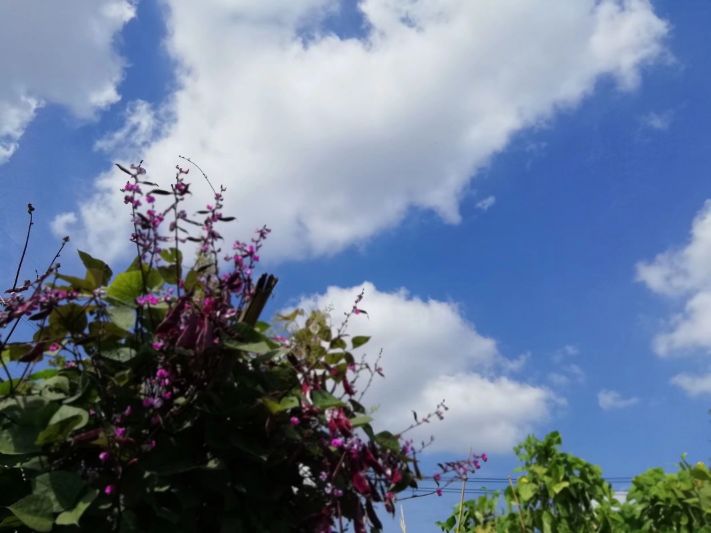 草木人间 一篱紫扁豆花 不逊紫藤萝瀑布 全网搜