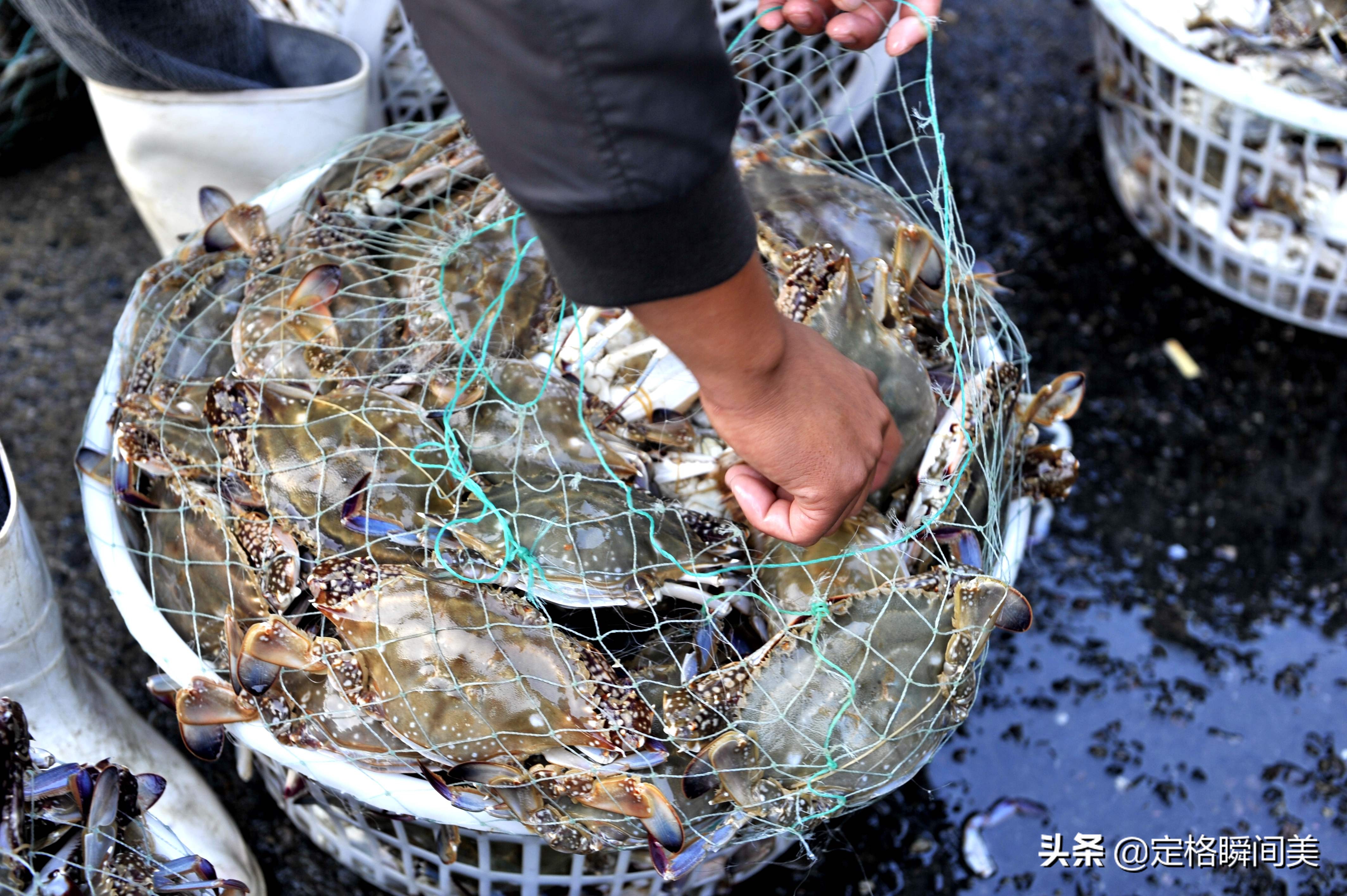 批发价35块钱一斤，国庆来临青岛梭子蟹大量上市，明天价格看涨