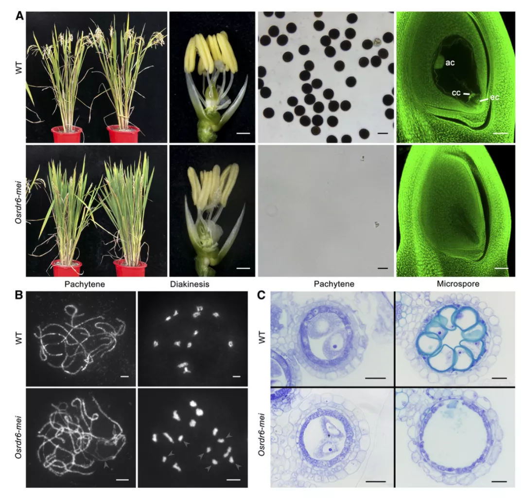 项目文章PC：水稻 RDR6 在减数分裂DNA双链断裂形成中的作用机制