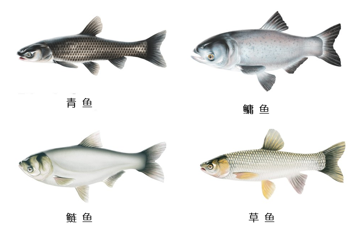 四大家鱼与长江大坝拦截