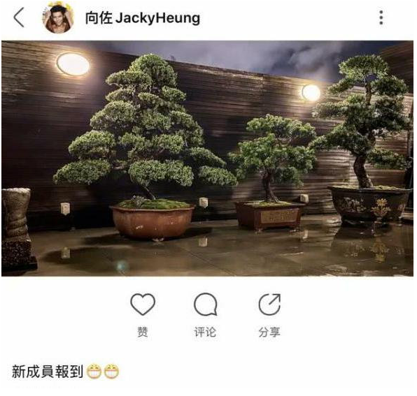 向佐愿望成真郭碧婷怀孕？三棵树喻三只鼠，晒树被指 "开枝散叶"