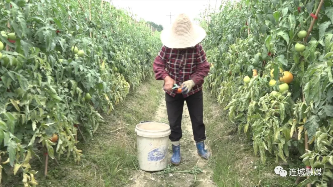 「全面推進鄉村振興」文亨：種植綠色生態西紅柿 打造“一村一品”特色產業