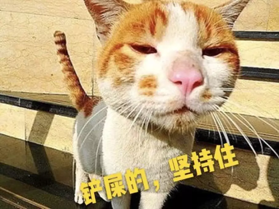 小红书、抖音都在刷屏的沸石猫砂，凭啥铲屎官都说好用？