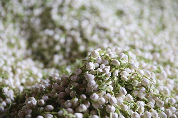 茉莉花茶哪里最好茉莉花生产基地