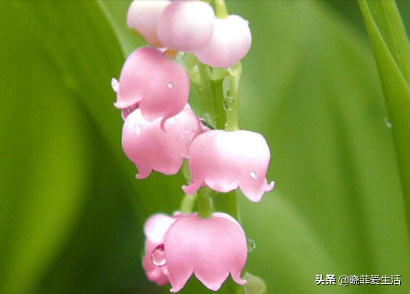 香水 幸福花 家有小孩 能不養就不養 遇上 它們 就搬家 曉菲愛生活 Mdeditor