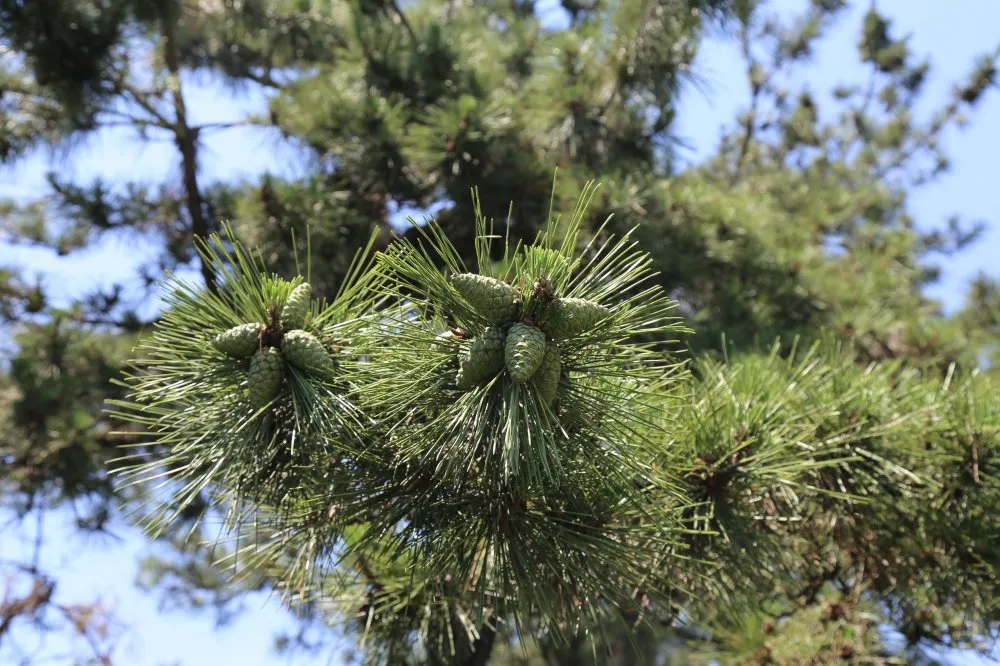 发现最美林场好风光 走进蒙阴县国有岱崮林场▲万杨峪分区的赤松林