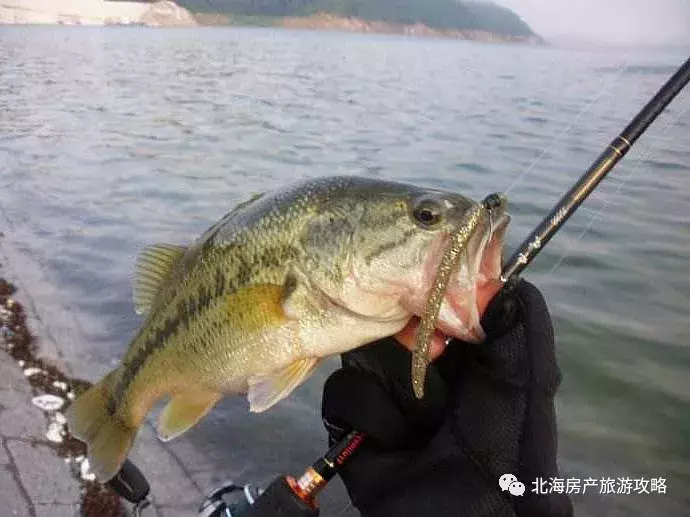 北海捕鱼钓鱼玩法介绍及联系方式