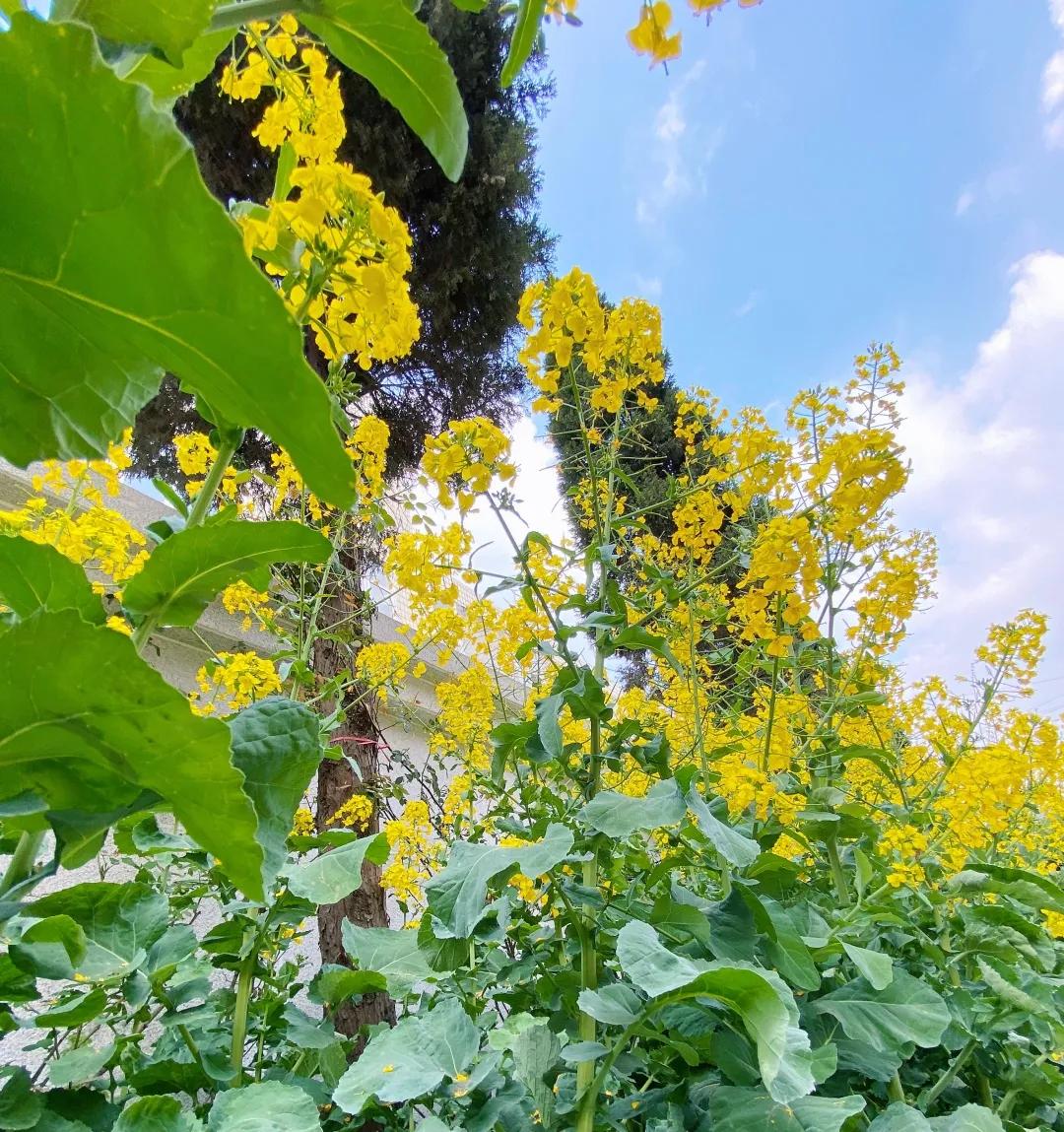 带上五官到校园里寻找春天——成都市华中附小大自然的语文课