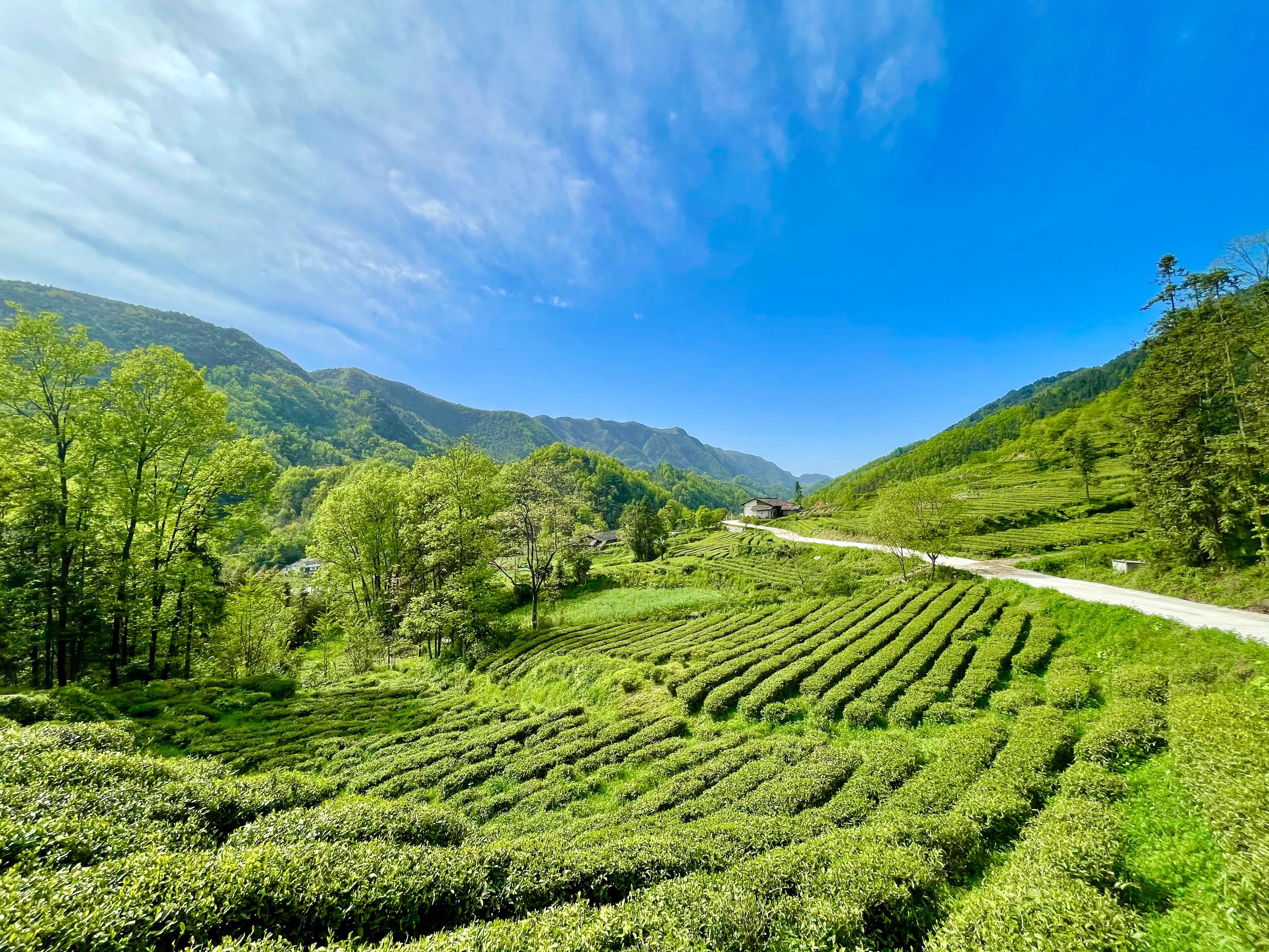 生態(tài)鎮(zhèn)巴，名茶之鄉(xiāng)，在鎮(zhèn)巴最美茶園采茶、品茗、觀(guān)云海