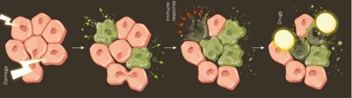 美科学家“精确制导”技术，可清除绝大部分衰