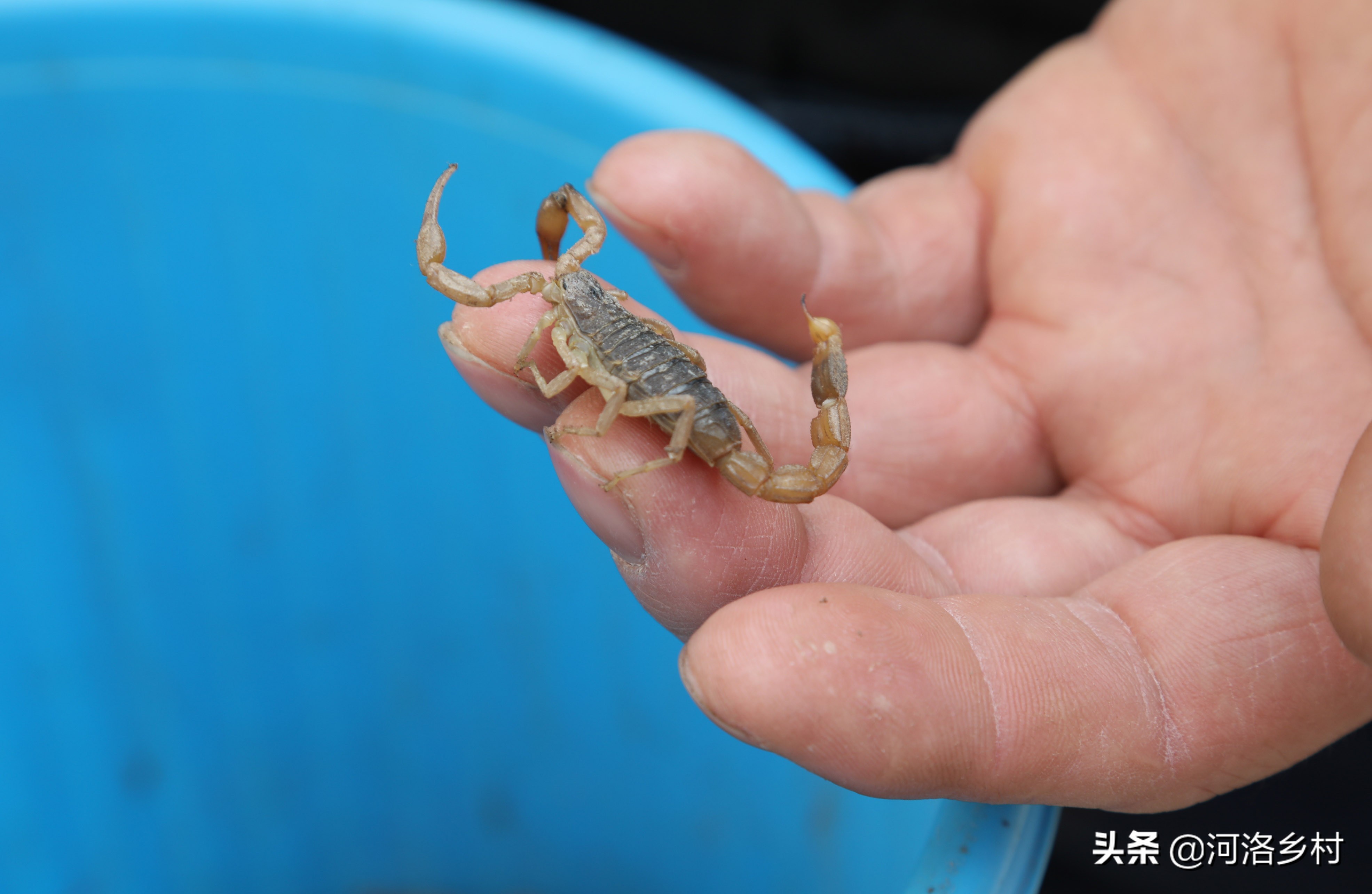 农村养殖加盟有哪些探秘蝎子养殖加盟套路一年买车买房