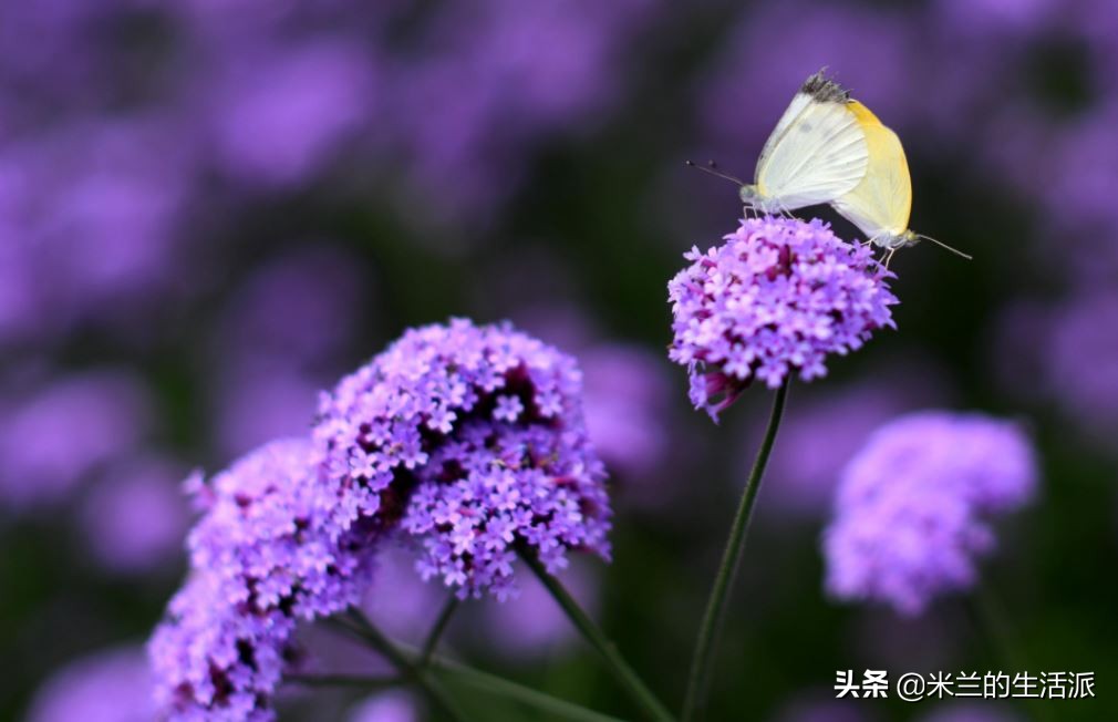 叶种含腺苷和b—胡萝卜素,药性:味苦,性寒,归肝,脾经,全草含马鞭草苷