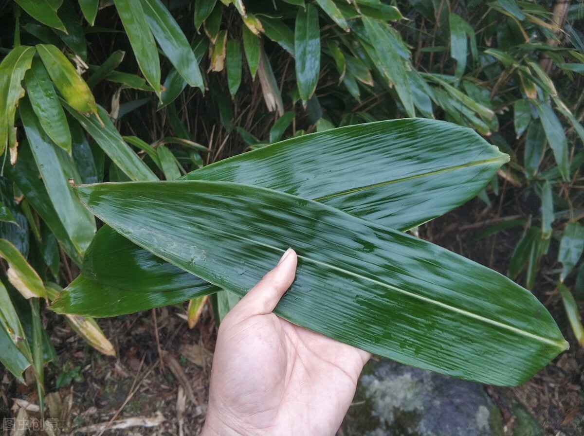 煮粽子，直接下鍋是大錯，多放2味料，粽子不夾生，更香甜更軟糯