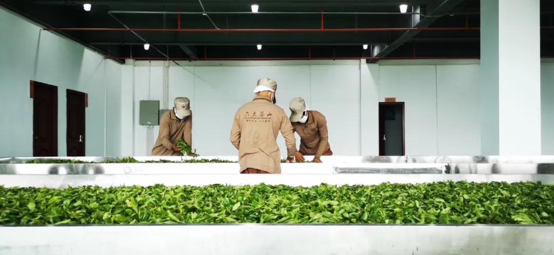 贺开古茶园春茶开采,隔着屏幕都能闻到茶香