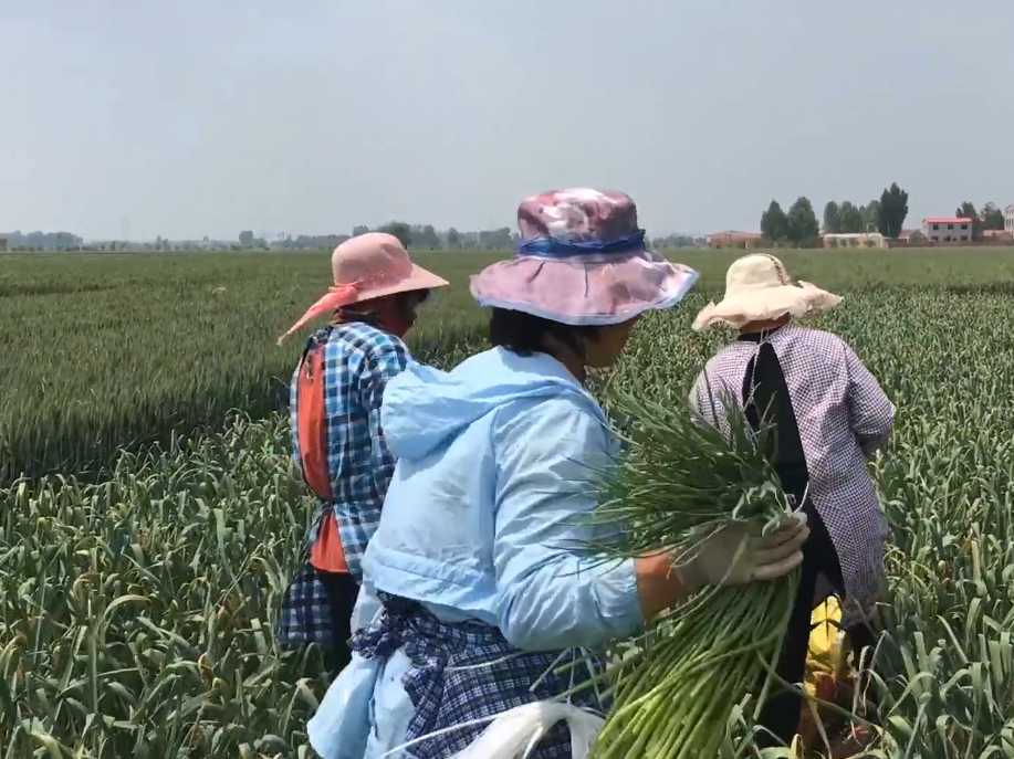 农村新工作一天180，简单好干但是年轻人干不了